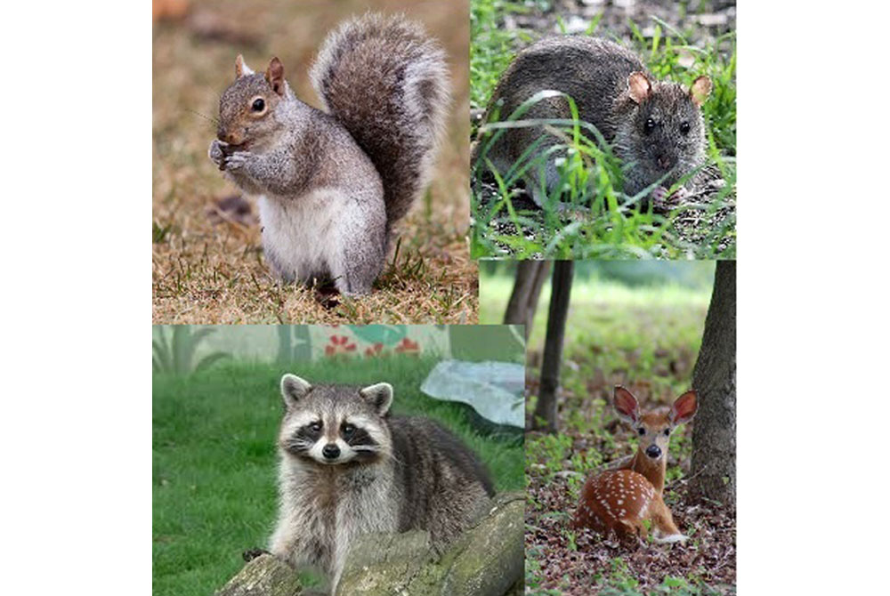 Leptospirosis-is-Everywhere_1