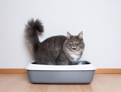 Litter Boxes: Think Like a Cat