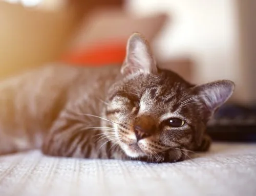 Special Considerations for Special Pets: How to Help Your Specially-Abled Pet Live a Fulfilling Life