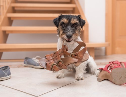 5 Ways to Have the (Almost) Perfect Puppy