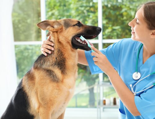Veterinary Dental Cleanings and Why—and When—Your Pet Needs Them