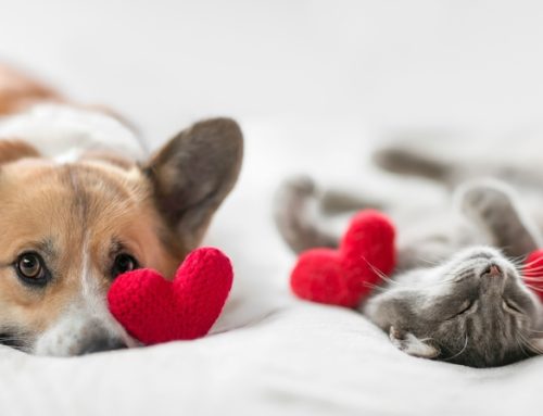 Don’t Go Playing Games with My Heart: Heartworm Disease in Pets