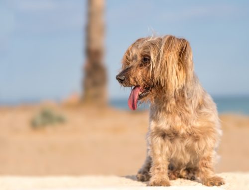 Pet Heat Safety 101