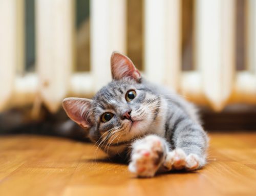 Snap, Crackle, Pop: Recognizing Arthritis In Pets