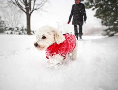 8 Winter Safety Tips for Pets