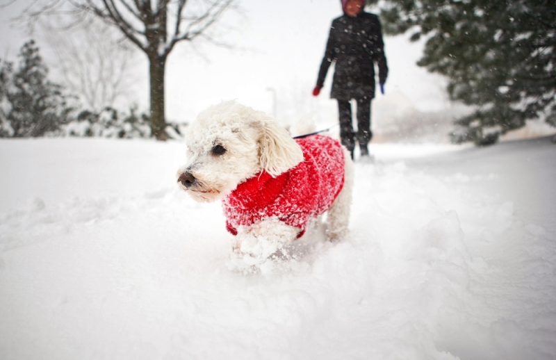 8 Winter Safety Tips For Pets - MetroPet Veterinary Clinic